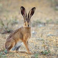 Rabbit or Hare Dream 