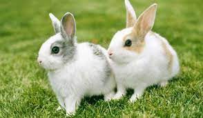 Rabbit or Hare Dream 