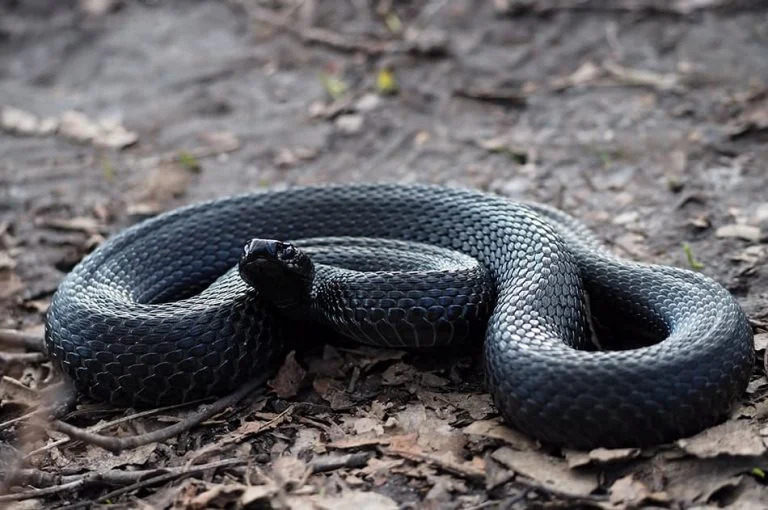 What Does It Mean When You Dream of A Black Snake