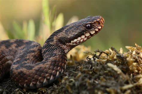 What Does It Mean When You Dream of Adder