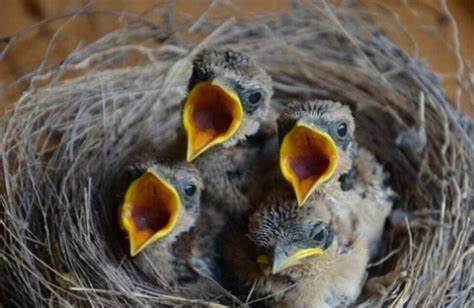What Does It Mean When You Dream of Baby Birds