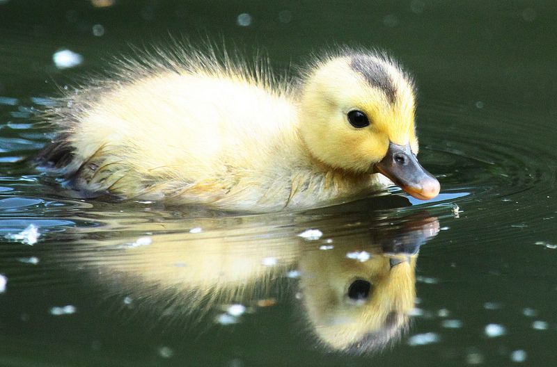 What Does It Mean When You Dream of Baby-Duck