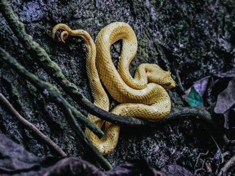 What Does It Mean When You Dream of Deformed Snake