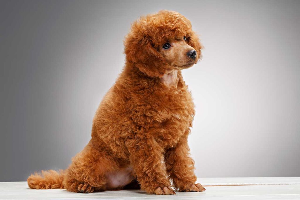 What Does It Mean When You Dream of Miniature Poodle