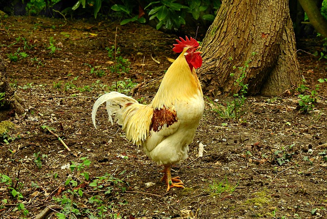 What Does It Mean When You Dream of Rooster