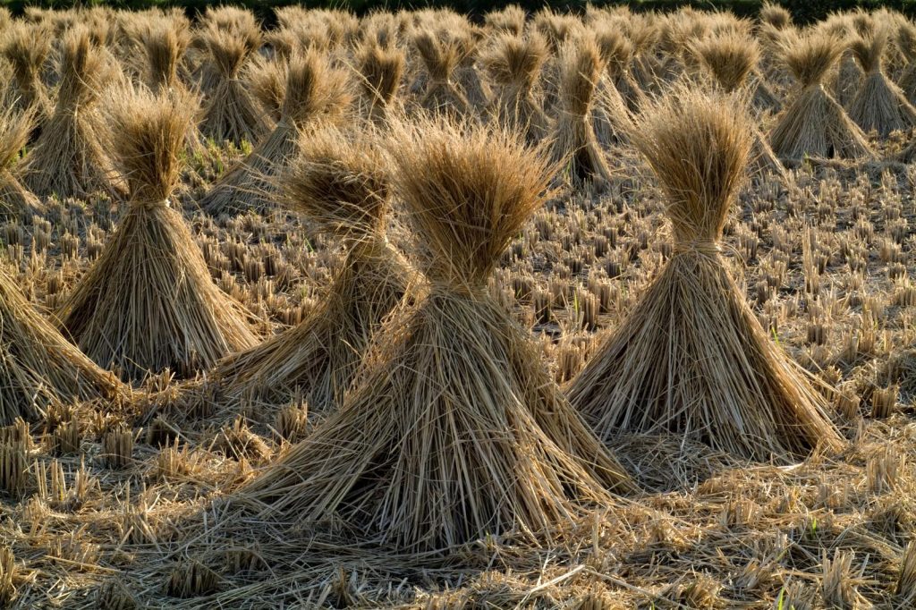 What Does It Mean When You Dream of Straw