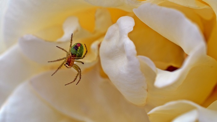 What Does It Mean When You Dream of Swallowing A Spider