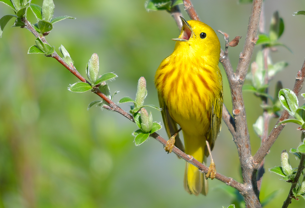 What Does It Mean When You Dream of Yellow Birds