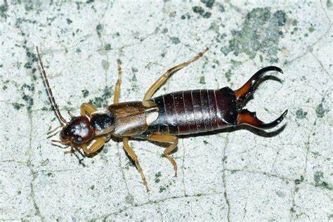 What Does It Mean When You Dreaming of Earwig