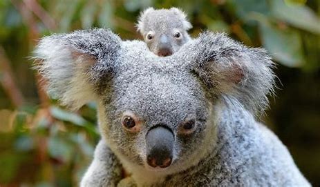  Koala mean in your dream