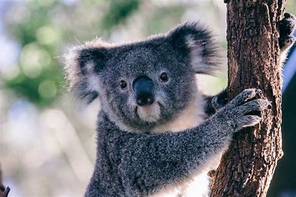  Koala mean in your dream
