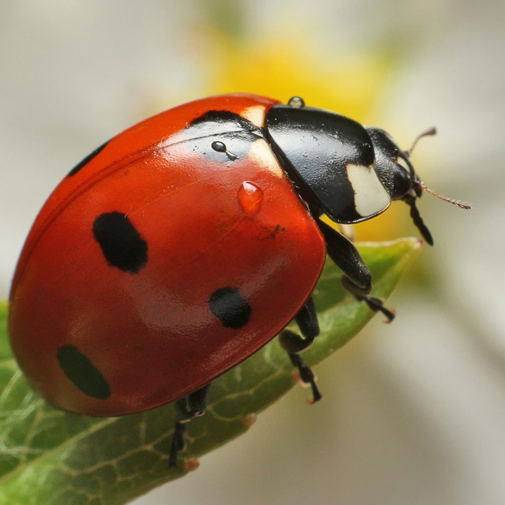 What does it mean when you dream about a lady bug?