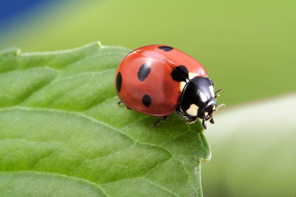 What does it mean when you dream about a lady bug?