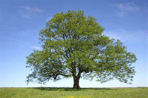 What does it mean when you dream about ash tree