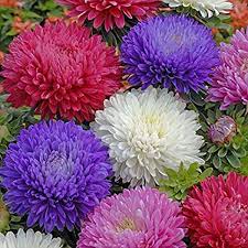 dream about Asters
