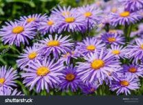 dream about Asters
