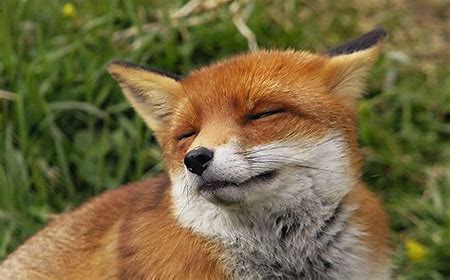 dream about Fox