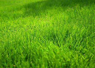 dream about Grass