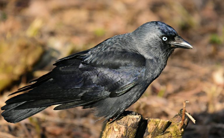 dream-about-jackdaws-biblical-message-and-spiritual-meaning