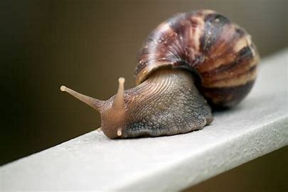 dream about a snail