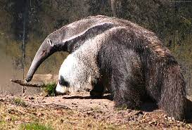 dream about anteater