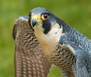 dream about falcon