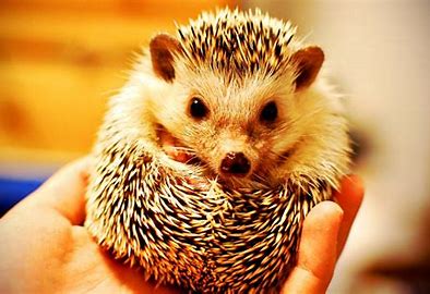  dream about hedgehog