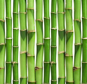 dream about isolated bamboo