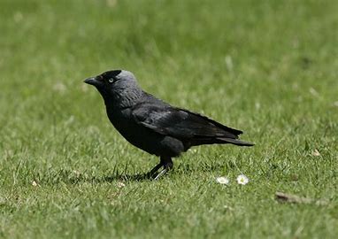 dream about jackdaw