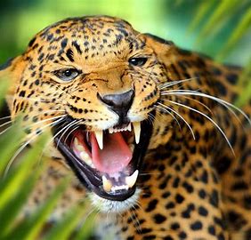dream about jaguar