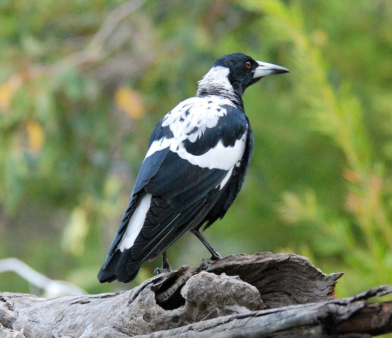 dream-about-magpie-biblical-message-and-spiritual-meaning