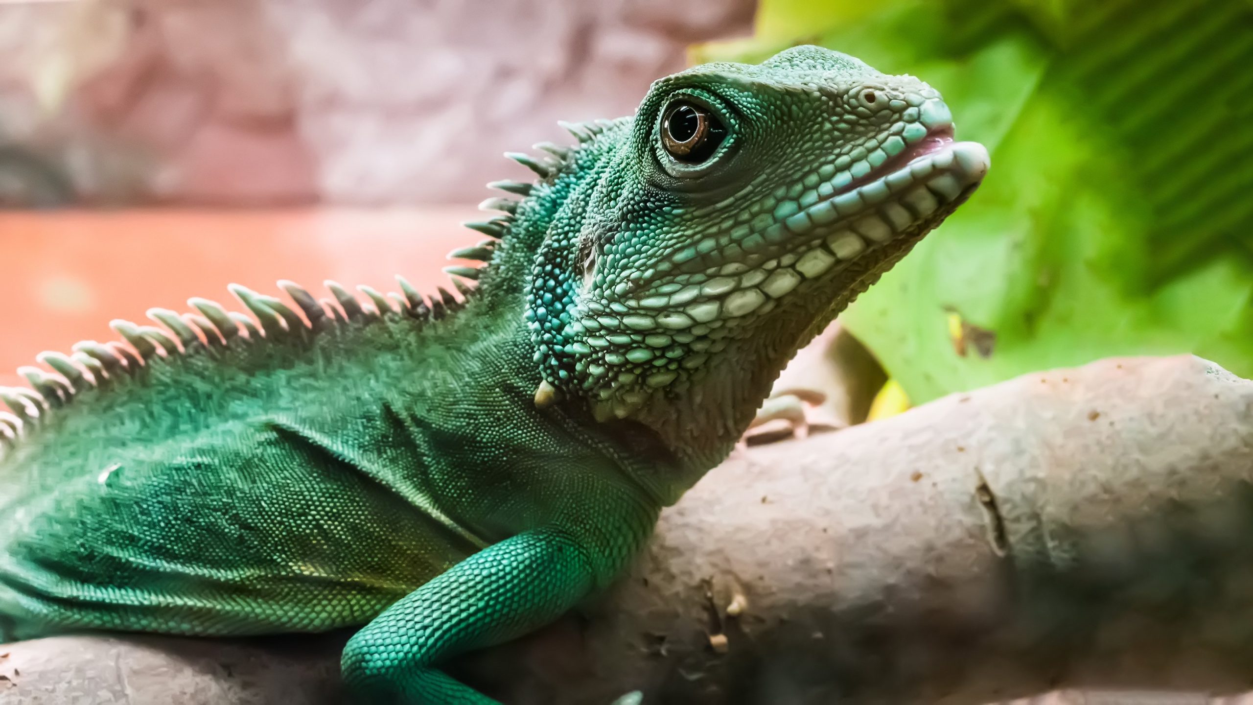 Dream About Reptile – Biblical Message and Spiritual Meaning