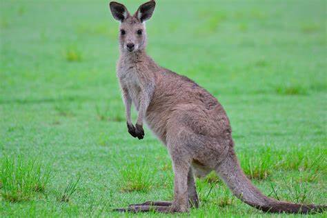 What does it mean when you dream about a kangaroo?
