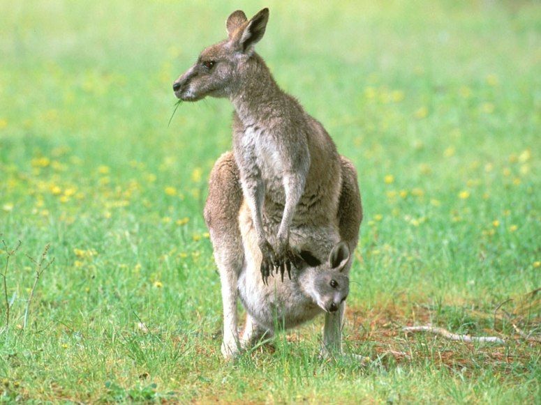 What does it mean when you dream about a kangaroo?