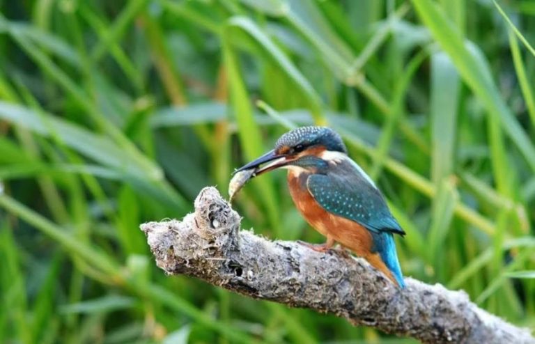 what-does-it-mean-when-you-dream-about-kingfisher