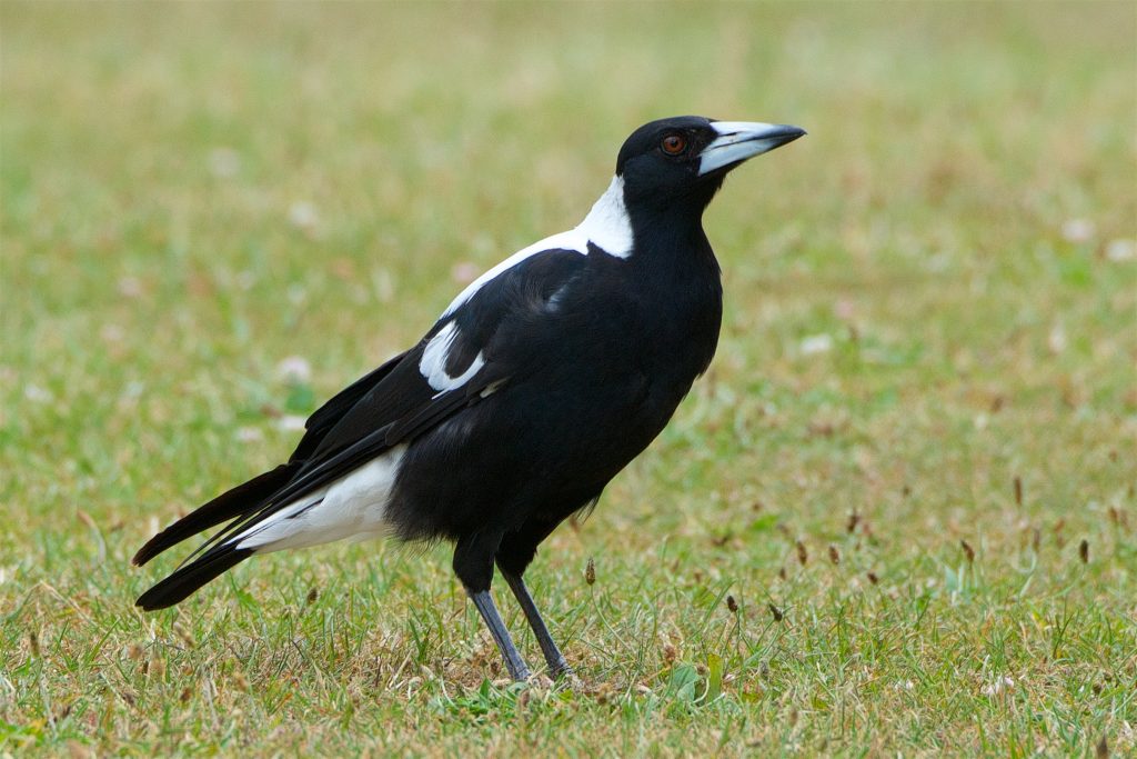 does it mean when you dream about magpie