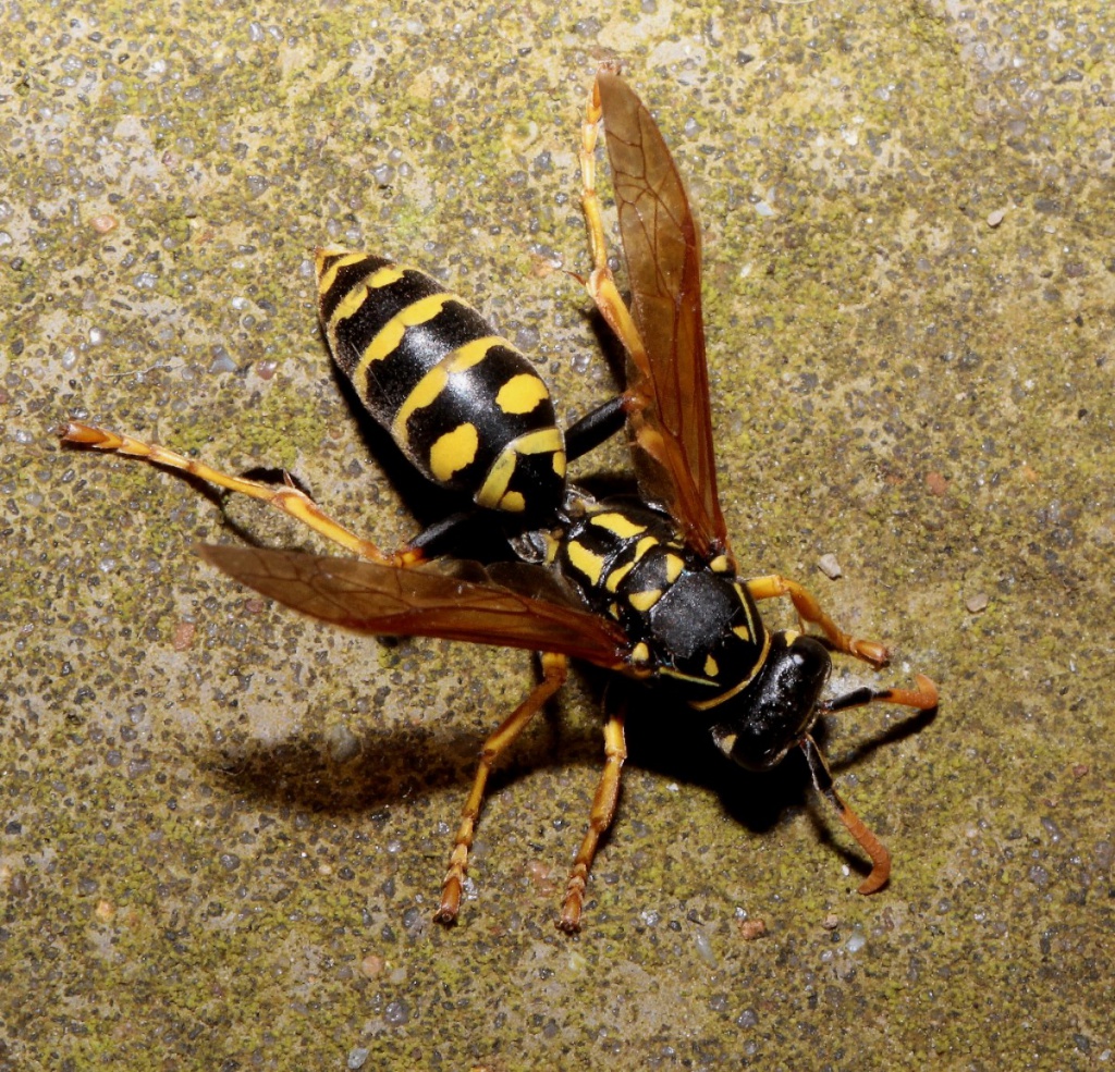 dream-about-wasp-biblical-message-and-spiritual-meaning