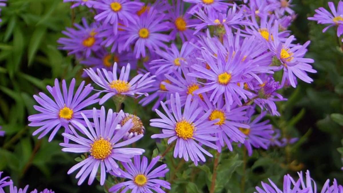 what-does-it-mean-when-you-dream-about-asters