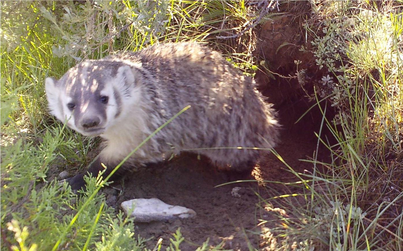 dream-about-badger-biblical-message-and-spiritual-meaning