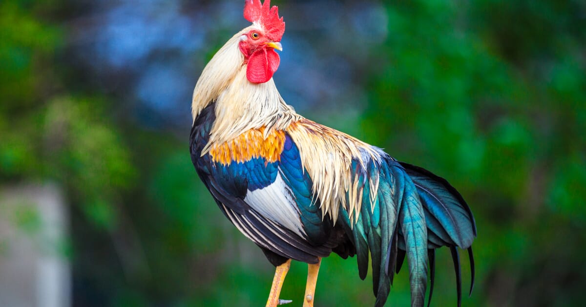 what-is-a-cockerel-rooster-facts-dk-find-out