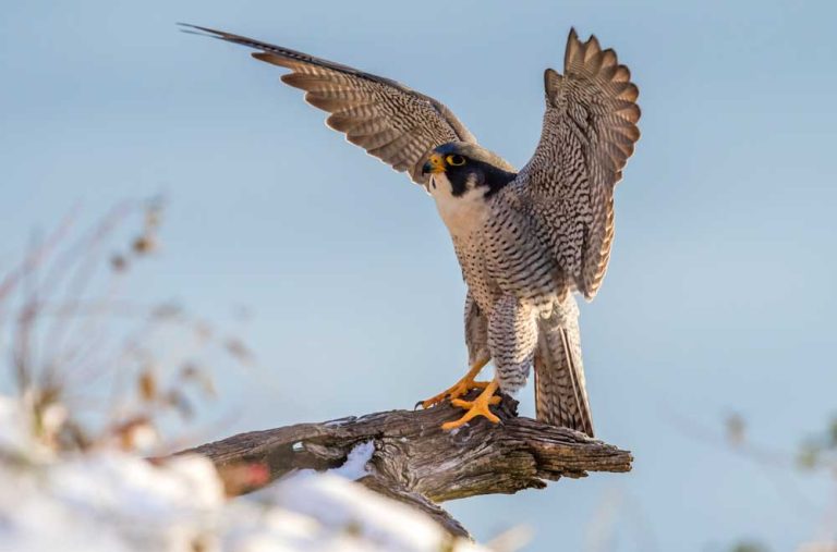 Dream About Falcon – Biblical Message and Spiritual Meaning