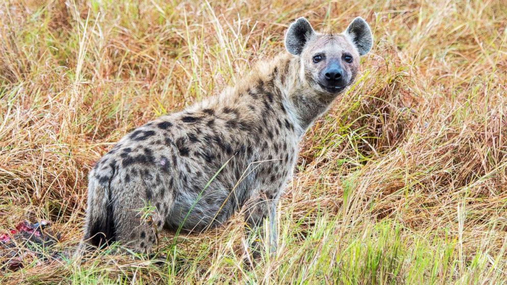 Dream About Hyena - Biblical Message and Spiritual Meaning