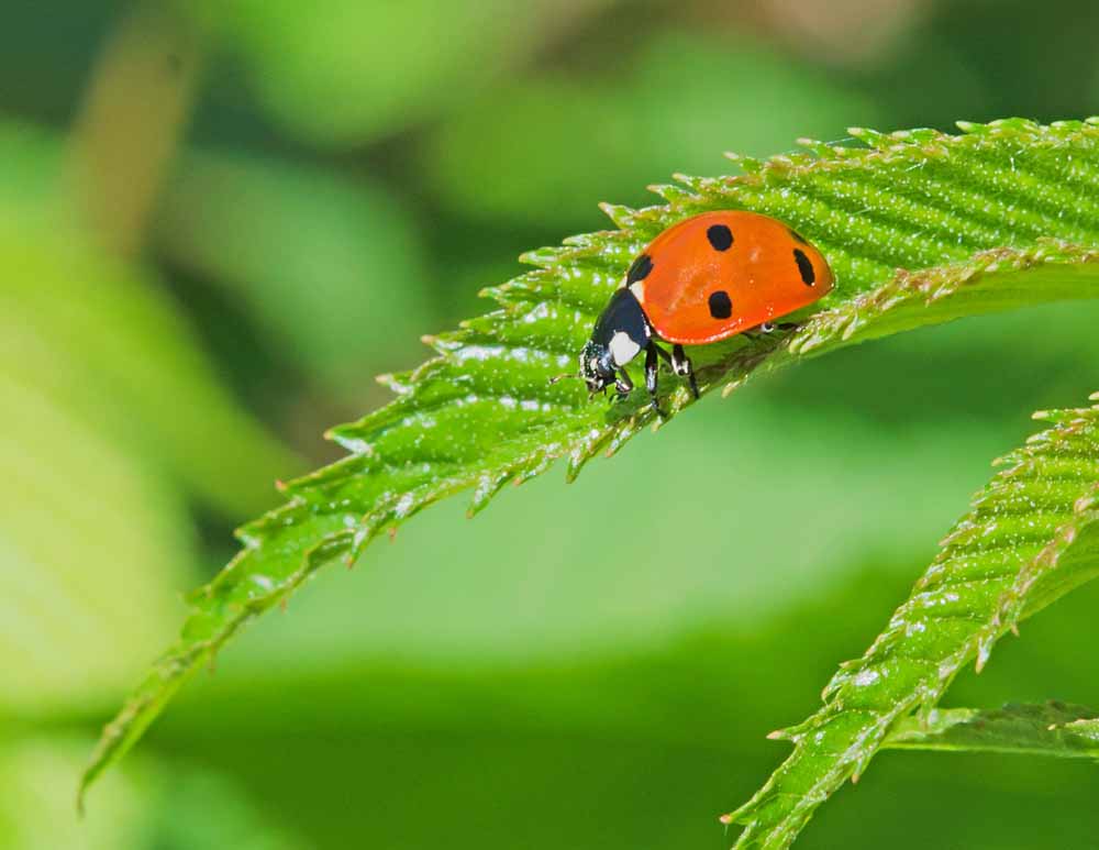 What Does Ladybird Mean In Slang