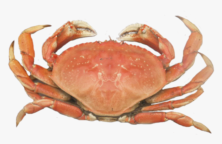 Dream About Crab Biblical Message And Spiritual Meaning