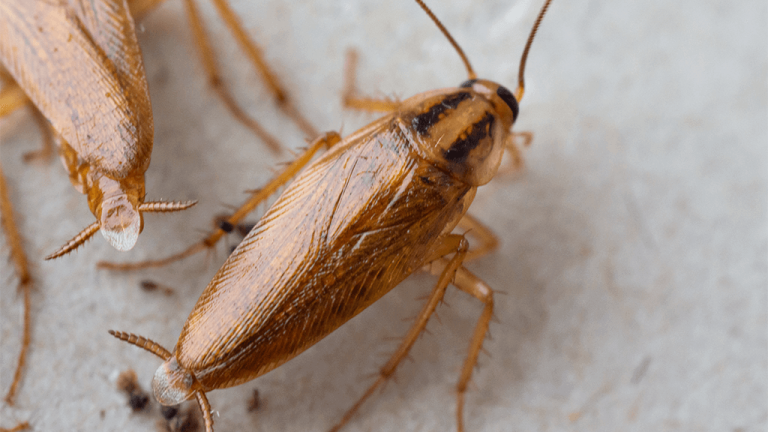 Dream About Roaches - Biblical Message and Spiritual Meaning