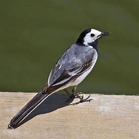 dream about Wagtail
