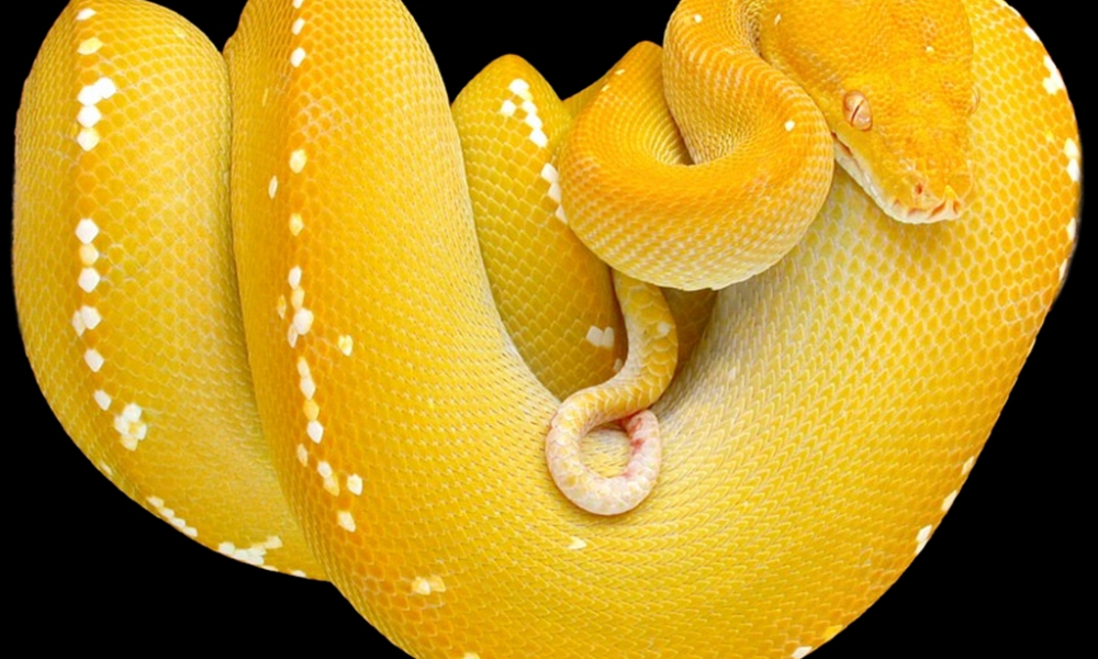 dream-about-yellow-snake-biblical-message-and-spiritual-meaning