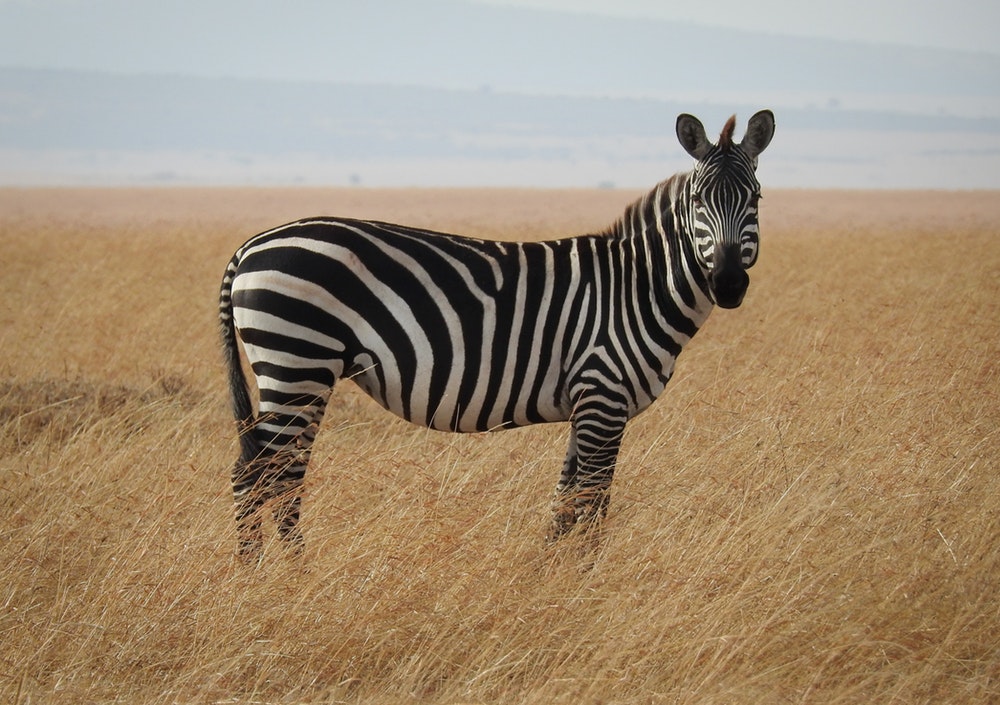 dream-about-zebra-biblical-message-and-spiritual-meaning