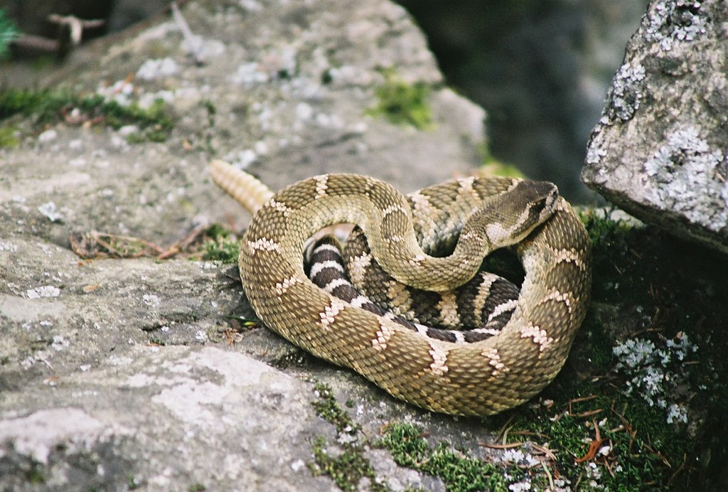 dream-about-rattlesnake-biblical-message-and-spiritual-meaning