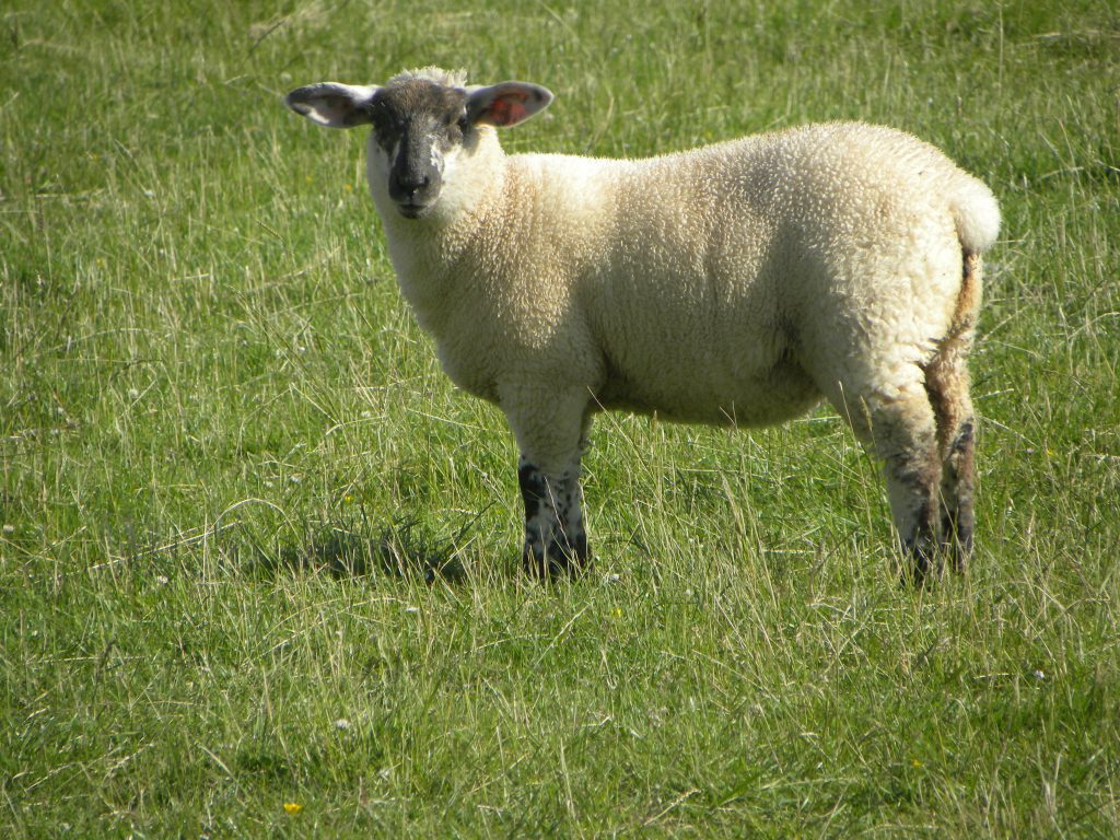 dream-about-sheep-biblical-message-and-spiritual-meaning